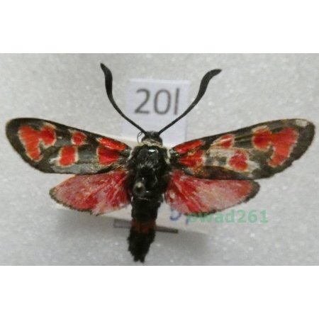 Zygaena carniolica (Scopoli, 1763) Czech20l